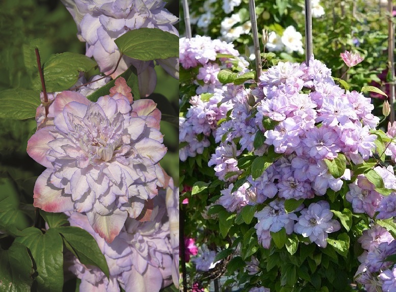 Клематис гибридный Аннас Чойс